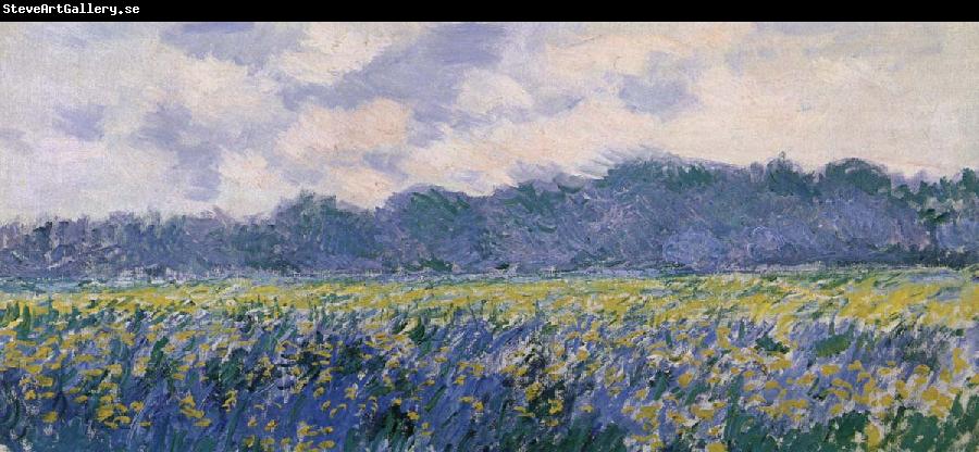 Claude Monet Field of Irses at Giverny